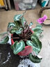 中夢(mèng) 仙客來(lái)盆栽帶花大花重瓣花卉植物室內開(kāi)花陽(yáng)臺 紫裙【大花】帶花 13cm盆簡(jiǎn)易盆 含簡(jiǎn)易盆 曬單實(shí)拍圖
