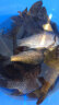 光威（GW）鱼竿手竿6.3米水色良辰溪流竿超轻超硬28调钓鱼竿短节鱼杆渔具 实拍图