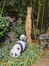 半語太陽能兔子燈戶外發(fā)光兔子防水仿生動(dòng)物燈公園造型燈庭院裝飾燈 熊貓 A款太陽能-暖光【一只】 曬單實(shí)拍圖