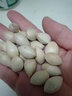 鮮級佳新鮮白果子老樹(shù)銀杏果生百果仁飽滿(mǎn)天然無(wú)漂白帶殼白果子邳州特產(chǎn) 白果 2斤 曬單實(shí)拍圖