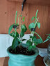 花友垂吊植物 青葉 室內苗木室內盆栽花卉 植物花卉盆栽 鐵線(xiàn)蕨+加侖盆 曬單實(shí)拍圖