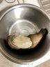 漁傳播 鮮活象拔蚌900-1000g/只 生鮮海鮮貝類 包鮮不包活七夕 源頭直發(fā) 曬單實(shí)拍圖