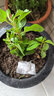 可食用香草蘋果薄荷苗盆栽泡茶胡椒薄荷葉室內(nèi)四季驅(qū)蚊種植小苗 巧克力薄荷(原土帶營養(yǎng)缽) 不含盆 曬單實拍圖