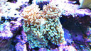 興國(guó)海（Singoseafarm）榔頭珊瑚 雙色熒光榔頭活體珊瑚 海水觀賞珊瑚LPS快遞包活興國(guó)海 綠色榔頭6~8cm 曬單實(shí)拍圖