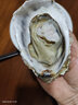 燈塔水母【順豐】山東特產(chǎn)乳山活鮮鮮活生蠔 牡蠣海蠣子海鮮水產(chǎn)燒烤食材 海蠣子凈重4斤 4XL(約190-240g/只) 曬單實(shí)拍圖