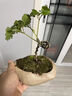 臨雅錢(qián)多多造型盆景福祿桐花卉盆栽易活四季桌面綠植室內辦公室吸甲醛 錢(qián)多多-巖石盆-密胺托盤(pán)-無(wú)相僧 曬單實(shí)拍圖
