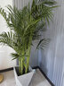胡麗散尾葵盆栽大型綠植盆栽散尾葵鳳尾竹室內客廳辦公室花卉盆栽植物 散尾葵1.8米（水泥幾何盆） 曬單實(shí)拍圖