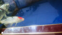 獅灣 錦鯉魚活體日本純種錦鯉魚苗昭和白寫錦鯉魚觀賞魚紅白丹頂大正 三色丹頂錦鯉一條 8-10cm 曬單實(shí)拍圖
