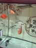 活體寵物血紅鸚鵡魚(yú)淡水中大型熱帶觀(guān)賞魚(yú)元寶發(fā)財魚(yú)鸚鵡魚(yú)活體魚(yú)紅財神魚(yú) 14-16cm紅鸚鵡3條 曬單實(shí)拍圖