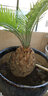 鐵樹(shù)盆栽庭院室內綠植盆栽鐵樹(shù)盆景小蘇鐵 球徑5-6厘米蘇鐵 不含盆 曬單實(shí)拍圖