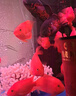 寵翰血鸚鵡魚(yú)飼料紅鸚鵡魚(yú)魚(yú)食蝦紅素增紅增色發(fā)財魚(yú)熱帶魚(yú)小顆粒魚(yú)糧 辦公司養魚(yú)常備【血鸚鵡魚(yú)飼料520g】*3罐 曬單實(shí)拍圖