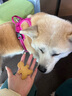 TRUELOVE狗狗牽引繩狗鏈子牽引帶遛狗防掙脫背心式小中大型犬防爆沖胸背帶 湖藍(lán)色 XL-胸圍81-107cm建議30-50kg選擇 曬單實拍圖