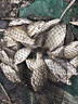 AFW魚(yú)竿超輕超硬19調6H8H手桿臺釣竿黑坑大物竿鯽鯉魚(yú)竿湖庫綜合竿 5.4m +6.3m+雙禮包+終身配節 曬單實(shí)拍圖
