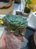 醉花春 大型多肉植物 超大 大顆巨型大室內(nèi)大株組合盆栽老樁 玉蝶 10-12cm 不含盆 曬單實拍圖