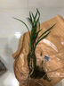 劉閣蘭花劉閣蘭花苗 寒蘭紅鳳奇花 冬帶花苞出售奇花珍品室內(nèi)花卉好養(yǎng)盆栽 3苗連體壯苗裸根 曬單實(shí)拍圖
