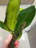 新鮮柚子葉碌柚帶技純葉子樹(shù)葉喬遷新居沐浴晦氣青團去洗澡老樹(shù) 1把柚子葉(一帆風(fēng)順） 曬單實(shí)拍圖