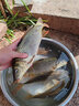 拓水野釣鯽魚(yú)餌料通殺鯉魚(yú)草魚(yú)羅飛魚(yú)食釣魚(yú)紅蟲(chóng)拉絲粉打窩料魚(yú)餌配方 萬(wàn)能腥+萬(wàn)能香 曬單實(shí)拍圖