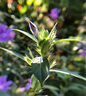 獵影客 手機(jī)雙微距鏡頭華為蘋果12/13通用攝像頭30倍專業(yè)拍攝珠寶鴿子眼鉆石戒指睫毛彩妝花草昆蟲鑒定14 52mm雙微距20倍+星光鏡 曬單實(shí)拍圖