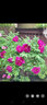 臨雅牡丹花苗正宗山東菏澤洛陽(yáng)芍藥鮮花大苗室外盆栽重瓣觀(guān)賞樹(shù)苗花卉 牡丹魏紫大苗 曬單實(shí)拍圖