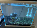 云峰海瑞魚(yú)缸造景套餐魚(yú)缸裝飾活體水草泥陶粒砂底砂對葉牛毛水草種子 青龍石造景 30cm套餐 曬單實(shí)拍圖