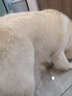 雪貂留香 寵物狗狗沐浴露洗澡液洗澡香波浴液留香用品 薩摩耶+護毛素 曬單實(shí)拍圖