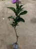 柚子樹(shù)苗紅心紅肉蜜柚嫁接果樹(shù)果苗南方北方種植當年結果三紅蜜柚 紅寶石柚苗 二年苗 曬單實(shí)拍圖