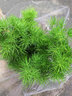 臨雅蓬萊松盆栽小客廳綠植桌面植物室內(nèi)花卉老樁盆景四季好養(yǎng)源頭直發(fā) 曬單實(shí)拍圖
