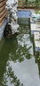 森森（SUNSUN）園林魚(yú)池防堵抽水泵大流量打水泵池塘過(guò)濾倉水循環(huán)潛水泵CFP-8000 CFP-8000 70瓦魚(yú)池防堵水泵 曬單實(shí)拍圖