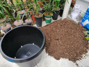 東北耐寒雞心果苗南北方四季種植雞心果樹(shù)苗盆栽地栽矮化蘋(píng)果苗 8年大苗 當年結果爆滿(mǎn) 70cm(含)-79cm(含) 曬單實(shí)拍圖