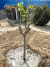 八棱海棠果樹(shù)苗海棠植物  庭院 別墅 盆栽地栽南北方種植 大秋果水果苗 觀(guān)賞植物大型風(fēng)景樹(shù) 10年苗 曬單實(shí)拍圖