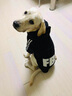 小不點(diǎn)狗狗衣服FBI 大狗衣服秋冬裝 中大型犬寵物服裝金毛薩摩拉布拉多 FBI加厚款-黑色 L-胸圍90 背長(zhǎng)65（適合40-55斤中大型犬） 曬單實(shí)拍圖