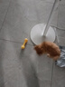 狗狗玩具耐咬磨牙發(fā)聲球解悶神器小狗柯基幼犬金毛大型犬寵物用品 黃色的發(fā)聲骨頭【單品】 曬單實拍圖