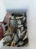 卸力線組斑點(diǎn)釣魚線套裝全套主線正品綁好超強(qiáng)拉力鯽魚主線組成品 5.4米卸力子線夾(單迷彩鉛 3卷裝) 1.5# 曬單實(shí)拍圖