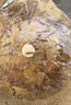 彌翠園加州鱸魚(yú)苗淡水養殖大口黑鱸路亞兇猛肉食優(yōu)鱸3號批發(fā)鱸魚(yú)苗 200條4-6厘米鱸魚(yú)苗送16條防損 曬單實(shí)拍圖