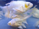 海童錦鯉飼料魚食金魚專用魚飼料蝴蝶鯉魚糧增色增艷增體增肥上浮魚糧 主食2#500g(適合5-10cm錦鯉) 曬單實拍圖