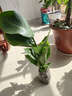 室內觀(guān)葉觀(guān)花植物 鶴望蘭苗 天堂鳥(niǎo)盆栽花卉當年開(kāi)花蘭花大苗 紅色2年苗三棵 不含盆 曬單實(shí)拍圖
