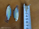 水財神剛果美人魚(yú)水族寵物觀(guān)賞魚(yú)可混養彩色群游魚(yú)小型可混養熱帶魚(yú)活體 蘋(píng)果美人7-9cm1條裝 魚(yú) 曬單實(shí)拍圖