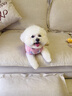 TOUCHDOG它它新款春秋款狗狗衣服冬季保暖泰迪雪納瑞中小型犬專用寵物衣服 落入夢塵 M碼 【建議7-12斤】 曬單實(shí)拍圖