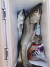 Sufix梭飛士832魚(yú)線(xiàn)8編PE編織線(xiàn) 強拉力遠投黑坑海釣路亞主線(xiàn)漁具 120米翠綠色 3.0#0.28mm 曬單實(shí)拍圖