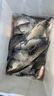 阿盧a63高靈敏黑坑鯽魚(yú)鯉魚(yú)漂行程底釣競(jìng)技偷驢蘆葦浮漂野釣官方浮標(biāo) LPA63-17目蘆葦本色加加粗 2號(hào)(吃鉛約1.40克) 曬單實(shí)拍圖