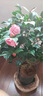 語(yǔ)安香妃山茶花苗盆栽五色赤丹花卉植物室內好養杜鵑茶花樹(shù)苗四季開(kāi)花 香妃茶花苗 4年茶花苗+1包肥料 曬單實(shí)拍圖