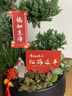 五層塔松盆栽辦公室青松綠植喬遷開(kāi)業(yè)禮物送導師松樹(shù)盆景室內植物 學(xué)術(shù)長(cháng)青【五層塔松盆景】送導師 曬單實(shí)拍圖