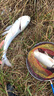 奧光 釣魚線主線進(jìn)口路亞線斑點(diǎn)魚線子線超強(qiáng)拉力尼龍線偽裝隱形漁線 變色斑點(diǎn)線 1.2號(hào) 曬單實(shí)拍圖