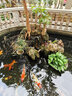 博宇（BOYU）SPF魚(yú)池大流量水泵底濾大型魚(yú)缸潛泵抽水泵噴泵戶外園藝高流量 SPF-10000水陸兩用 曬單實(shí)拍圖