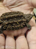 原種大鱷大型鱷龜大小雜活體人工養殖寵物觀(guān)賞龜大型鱷龜 高級精品純種大鱷有紅蚯蚓會(huì )釣魚(yú)，挑龜：tiyia9 5-6cm冷水單獨精養可冷水過(guò)冬 曬單實(shí)拍圖