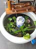 FISH MUSI 陶瓷魚(yú)缸過(guò)濾器金魚(yú)缸圓形老北京瓦缸噴泉造景周轉箱內置過(guò)濾器 河山直側出水-適合7～52cm水深 曬單實(shí)拍圖