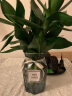 盛世泰堡 北欧玻璃花瓶透明小花瓶干花满天星仿真花容器摆件折纸灰18cm 实拍图