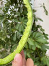 舅甜果蔬（順豐/現摘）玫瓏瓜網(wǎng)紋蜜瓜 香甜軟糯 應當季新鮮水果 臻選禮盒裝 凈重5斤禮盒裝（2個(gè)果） 曬單實(shí)拍圖
