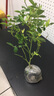 唯友 歐月花苗 灌木月季盆栽綠植 切花室外庭院 歐月花卉陽(yáng)臺綠植盆栽花苗 多頭開(kāi)花 躲躲藏藏灌木 不含盆 曬單實(shí)拍圖