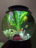biOrb英國水族名品30L進(jìn)口圓形亞克力生態(tài)魚(yú)缸水族箱智能遙控可多彩變 MCR燈缸體+圖片造景4 曬單實(shí)拍圖